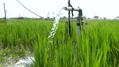 Irrigation of rice fields using pump wells with the technique of...