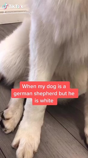 Rare White German Shepherd For Sale - Unique and Beautiful