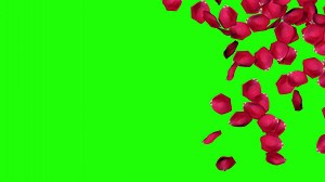 Download Rose Petal Falling From Right Side on Floor, 3D Rendering, Chroma Key, Luma Matte Selection of Petal for free