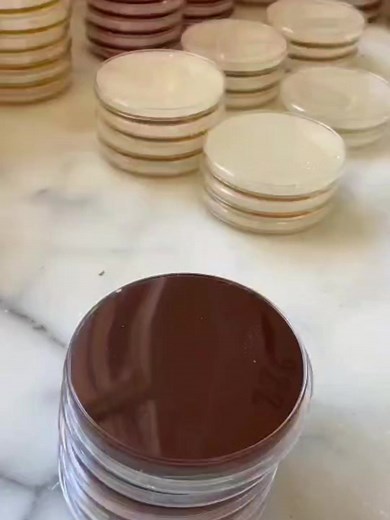 🇺🇸 Haemophilus influenzae on chocolate agar 🇫🇷 Haemophilus influenzae sur gélose chocolat #microbiology #microbiologie #microbiologist #microbiologylaboratory #microbiologylab #bacteria #bacteries #bacterialinfections | Microbiologie clinique