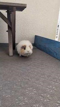 モルモットって全部可愛い😍💖🐹 #guineapig #癒し #モルモット
