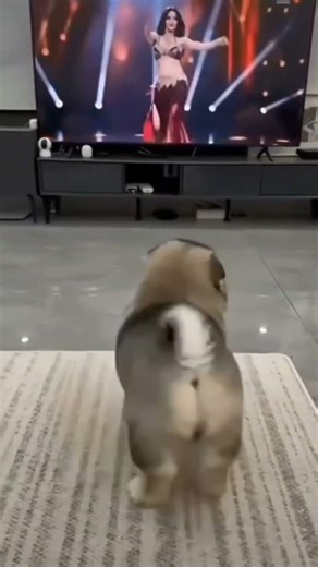 Cute puppy dance 🥰❤️ek bar fir 🤣🤣#puppy #cutepuppy #puppydance #like #viral #subscribe @Mitthu363