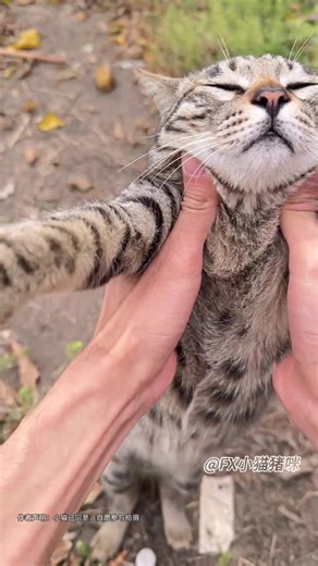 #CapCut #hachimi #funnycat #meow #pet