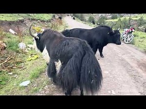 Multiple Yak Territory Clashes in High Mountains | Real Wildlife Documentary