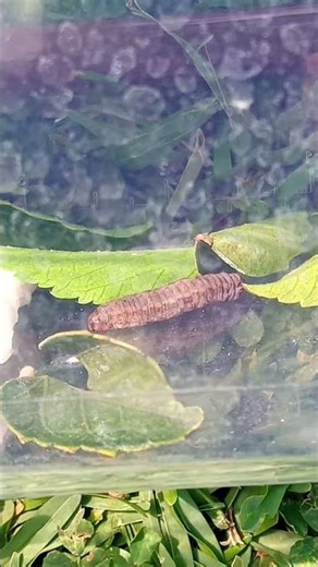 Raising caterpillar ep 2 🐛 #caterpillar #chillcaterpillar #bugs #bug #insects #insect