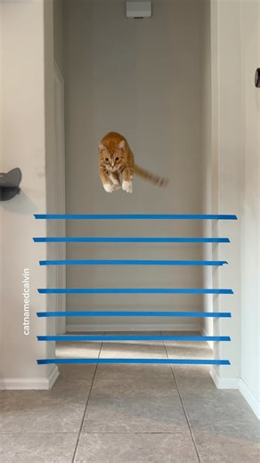 8.1M views · 48K reactions | ‘Cat jumps real but tapes all fake’...