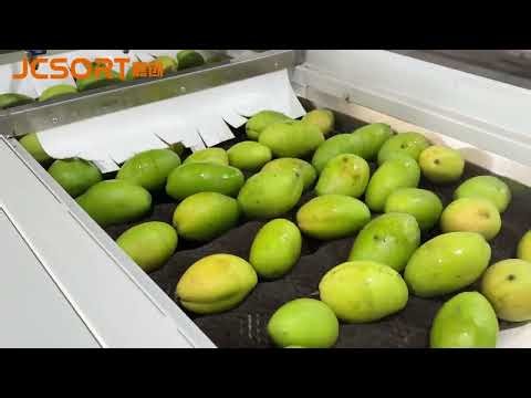 Automatic Mango Weight Grader with Washing & Air Drying System, mango processing machine,