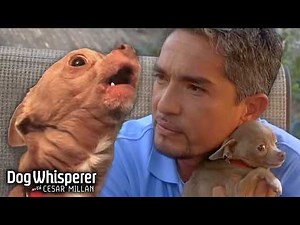 Cesar Trains Nunu, the Overprotective Chihuahua! | Dog Whisperer with Cesar Millan