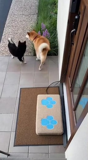 犬たちの楽しい訪問！光る足跡マットの魅力