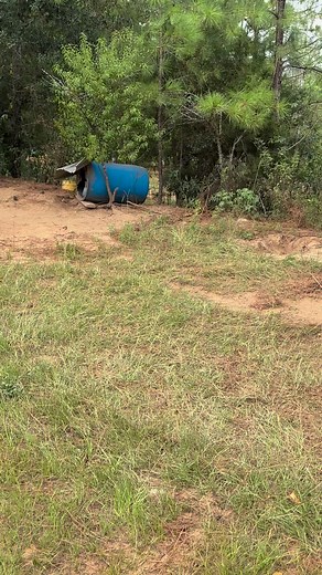 #chiltoncounty #shelbycounty #twobytworescue #NoMoreBadDays #jeffersoncountyal #adopt #rescuedismyfavoritebreed | Two by Two Animal Rescue