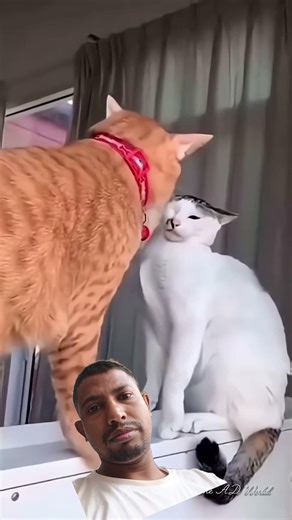 new video Tiktok video Facebook video YouTube video gram video #youtubeuploader