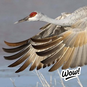 185K views · 10K reactions | Join our flock! | International Crane Foundation | Facebook