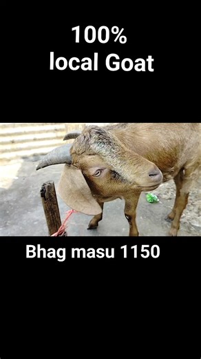 24K views · 116 reactions | Special local Goat today #local | Lokal Organic | Facebook