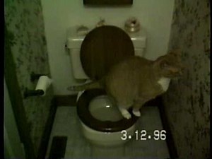 Potty Trained Cat