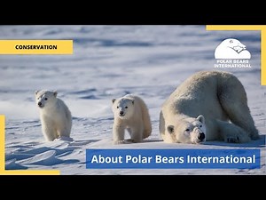 Polar Bears International — About Us (Short Version)