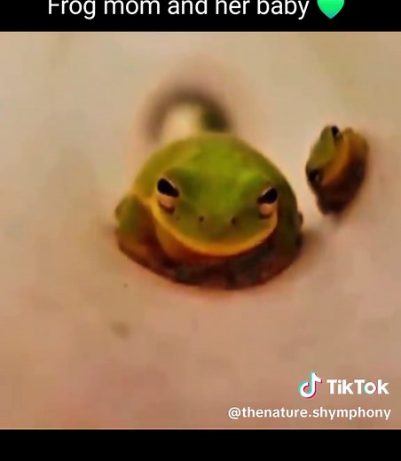 Frog Mom and Baby: A Heartwarming Journey Together