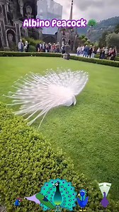15 reactions · 3 comments | A magnificent albino peacock 連 #albino #albinoanimals #albinopeacock #peacock #peacockfeathers #PeacockArt #wow | Jonathan N Kelly | Facebook