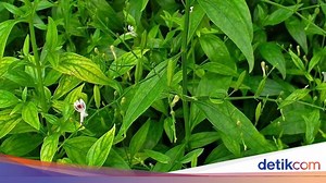 Manfaat Daun Sambiloto untuk Kesehatan dan Cara Mengolahnya