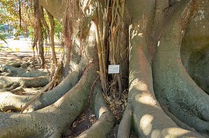 Ficus sycomorus entwickelt mit hervorstehenden Zweigen und Wurzeln