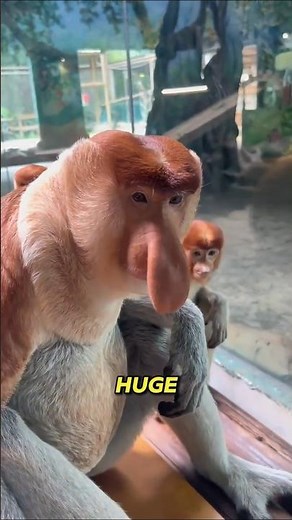 The monkey with the world’s weirdest nose 😳