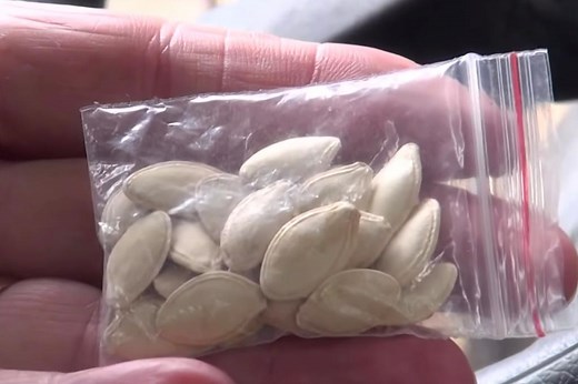 Inside the mystery surrounding unknown seeds arriving from China