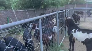 64K views · 3.1K reactions | Flushing Protocol (Punjabi) || کراسنگ سے پہلے بکریوں کی تیاری کے مراحل | Goat Land Farms | Facebook