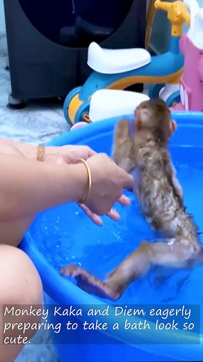 2.9K views · 25 reactions | #Reel #ReelsVideo #monkey #love #animals #zoo #art #nature #cute #photography #photooftheday #fun #instagood #animal #travel #monkeys #wildlife | Adorable Tiny Monkey | Facebook