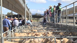 Record returns for lamb producers at Tamworth saleyards - NBN News