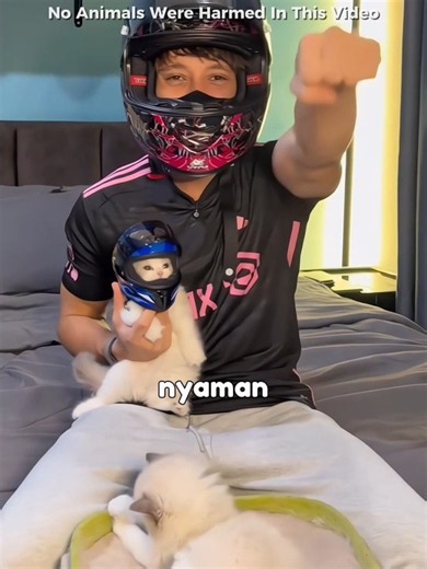 These Two Cats Try On Helmets, Their Reactions Are So Adorable! 😹 #shorts #cats