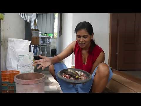 "HOW I TURN KITCHEN WASTE INTO COMPOST | REHANA FATHIMA'S EASY GUIDE TO SUSTAINABLE LIVING"