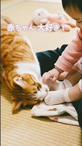 この後、何かが起こる！その時、赤ちゃんと猫は？ #shorts #赤ちゃんと猫