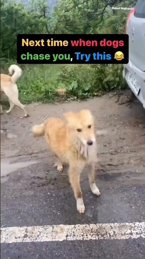 How to handle dog chasing Cars