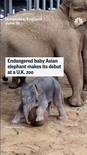 Endangered baby Asian elephant makes its debut at a U.K. zoo