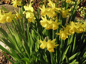 Bulb Mixes for a Continual Spring Bloom