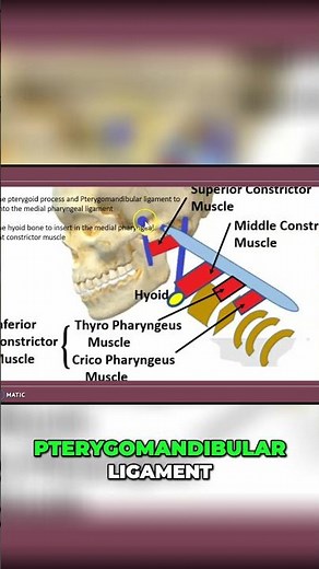 Superior Constrictor Muscle: Origin and Function Explained #shorts