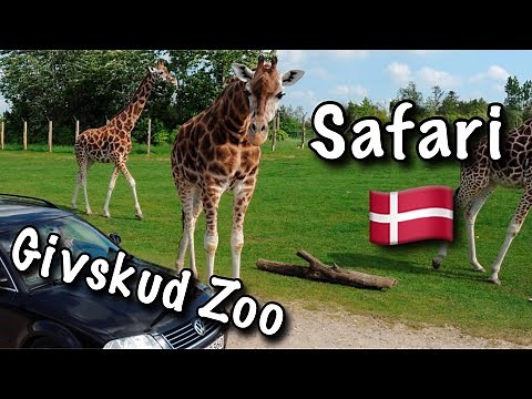 🇩🇰 GIVSKUD ZOO. Safari og DINOSAURPARK