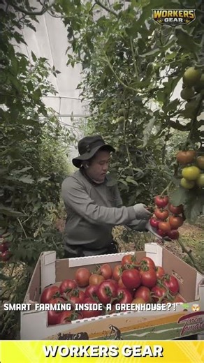 Efficient & Sustainable Greenhouse Harvesting Techniques for Picking and Processing Fresh Produce