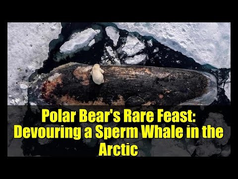 Polar Bear's Rare Feast: Devouring a Sperm Whale in the Arctic