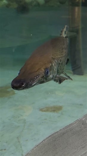 Powerful, fast, agile predator alligator gar fish. #shorts