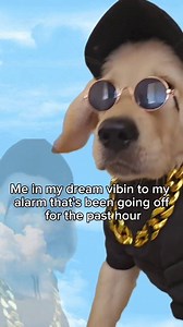 295K views · 4.8K reactions | Nobody better wake me up either  #fyp #goldenretriever #alarm #dance #dog #fblifestyle #dogs #funnyvideos #petlover #funny | Sammy The Golden Retriever | Facebook