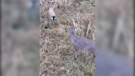 1.7K views · 22 reactions | The Boss Babe deer decoy is designed to draw those weary old bucks out of the brush and into the open during the rut. With a sturdy leg design, 2 sets of ears (submissive and alert), and easy transportation this doe is ready for any size buck to investigate, circle, and even mount. . . This mature buck just couldn't resist the realism Boss Babe had to offer. . . #Flambeauoutdoors | www.flambeauoutdoors.com | Flambeau Outdoors | Facebook