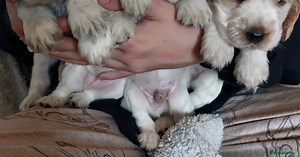 Show Type Cocker Spaniels for sale in Malton | Pets4Homes