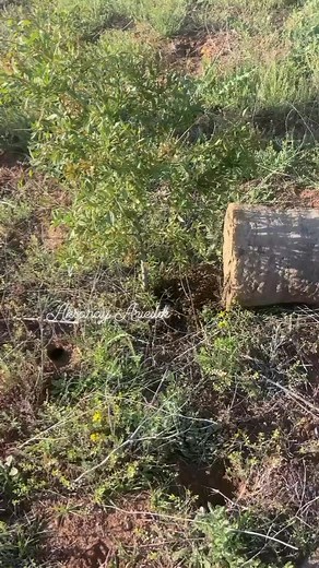 Kara kovanlar için arı dolumu | Aksaray Aricilik