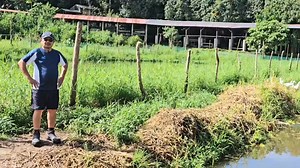 Free-Range French Grimaud Pekin Ducks Post Very High Laying Rate at 74%! After adapting to their new environment here in Kidapawan City, our French Grimaud Pekin Ducks are starting to show impressive laying rate with the 23 ducks producing an average of 17 eggs everyday. We have 5 drakes serving the 23 ducks and this accounts for the high fertility rate of the eggs. Today, we have collected 220 eggs in less than two weeks after they started producing eggs regularly. At the rate they are producin