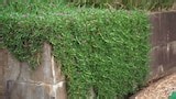 Green Wall Natives - Gardening Australia