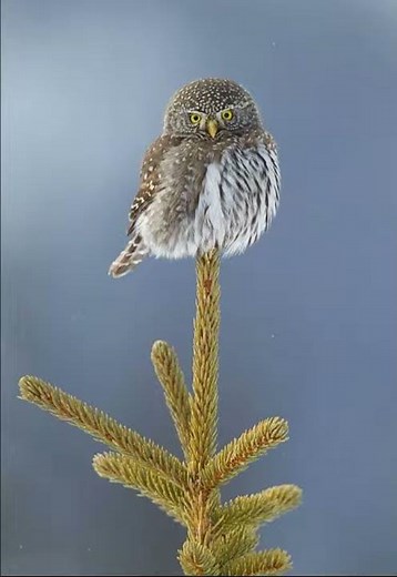 31 Pygmy Owl, Northern Fledgling begging call