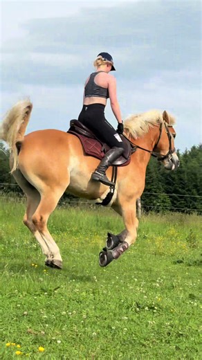 Showjumper Haflinger at Winchester: A Stunning Display