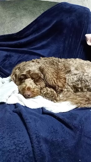 he looks so comfy! #cockapoo #dog #dogwalk #milo