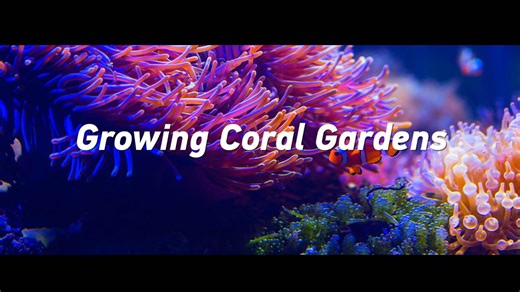 Watching Corals Grow: China's solutions for coral reef restoration