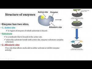 Enzyme: Nature of Enzymes/ how enzyme works ‪@yeshanehtube‬
